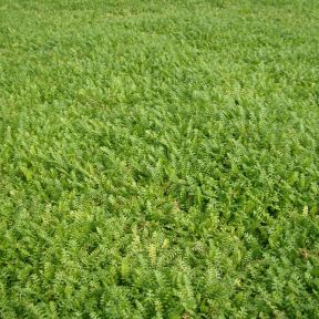 Cotula Squalida - Trædebregne