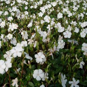 Vintergrøn - Vinca Minor 'Alba'