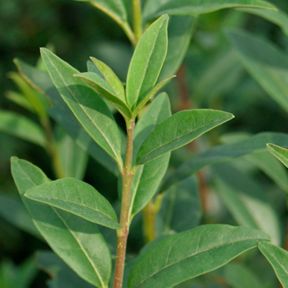 Liguster Liga hækplanter