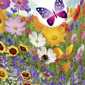 Blomsterfrø, Hurtigt Blomsterflor