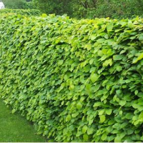 Bøg hækplanter 120-140 cm.
