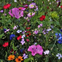 Frø til blomsterbed eller blomstereng