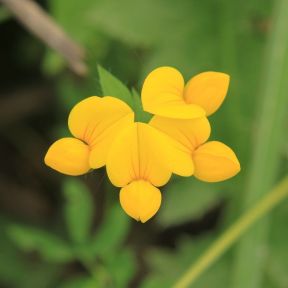 Kællingetand tæt på