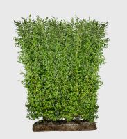 Færdighæk Liguster