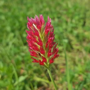 Blomsterfrø, Nyttedyrs-Paradis
