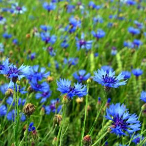 Kornblomst - Centaurea cyanus