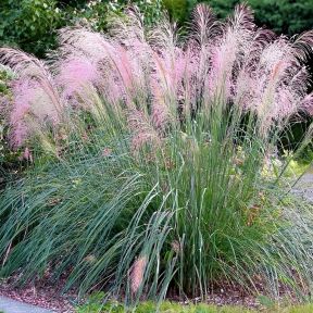 Miscanthus sinensis 'Flamingo' - Elefantgræs i have
