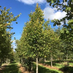 Småbladet lind - Tilia cordata