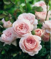 Roser til haven, Queen of Sweden engelsk rose i lyserød med mange blomster