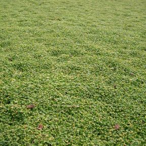 Cotula 'Minima' - Trædebregne