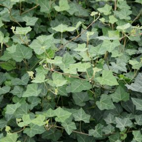 Vedbend - Hedera hibernica 'Hardy Cover'