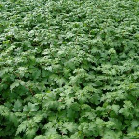 Kranstop - Stephanandra incisa 'Crispa'