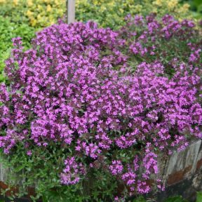 Krybende Timian - Thymus Coccineus